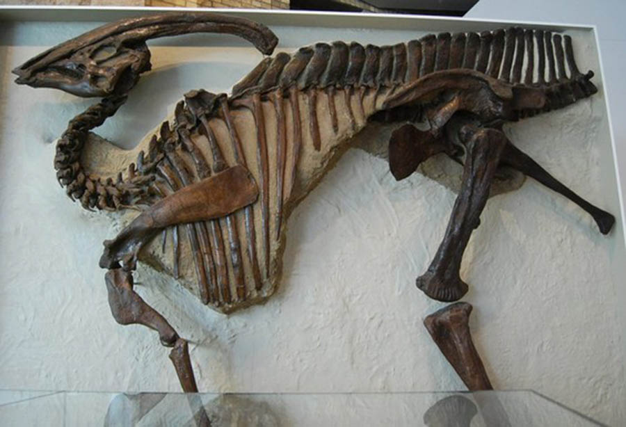 Dino News and Views The Great Parasaurolophus Pathology Paleontology